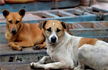 Now, Gold coins for culling Stray Dogs in Kerala